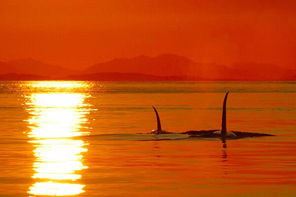 Cowichan Bay Sunset Whale and Wildlife Adventure
